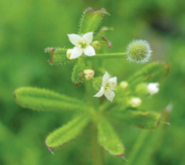 kosmetyki naturalne, uroda, cera, skóra, domowe sposoby, przytulia, nagietek, natka pietruszki